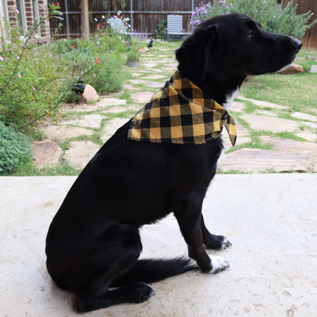 Plaid bandana clearance dog