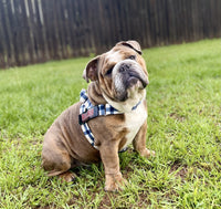 Rated Best Overall Harness for English Bulldogs By Rover