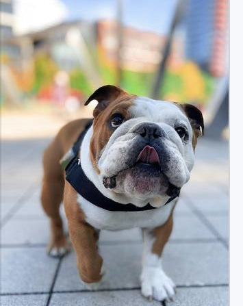 Thank you for Supporting Bullhug And Our Small Business