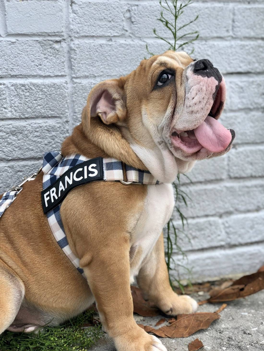 Why BullHug?: Top Quality Dog Products for Bulldogs, French Bulldogs, Pugs, and More