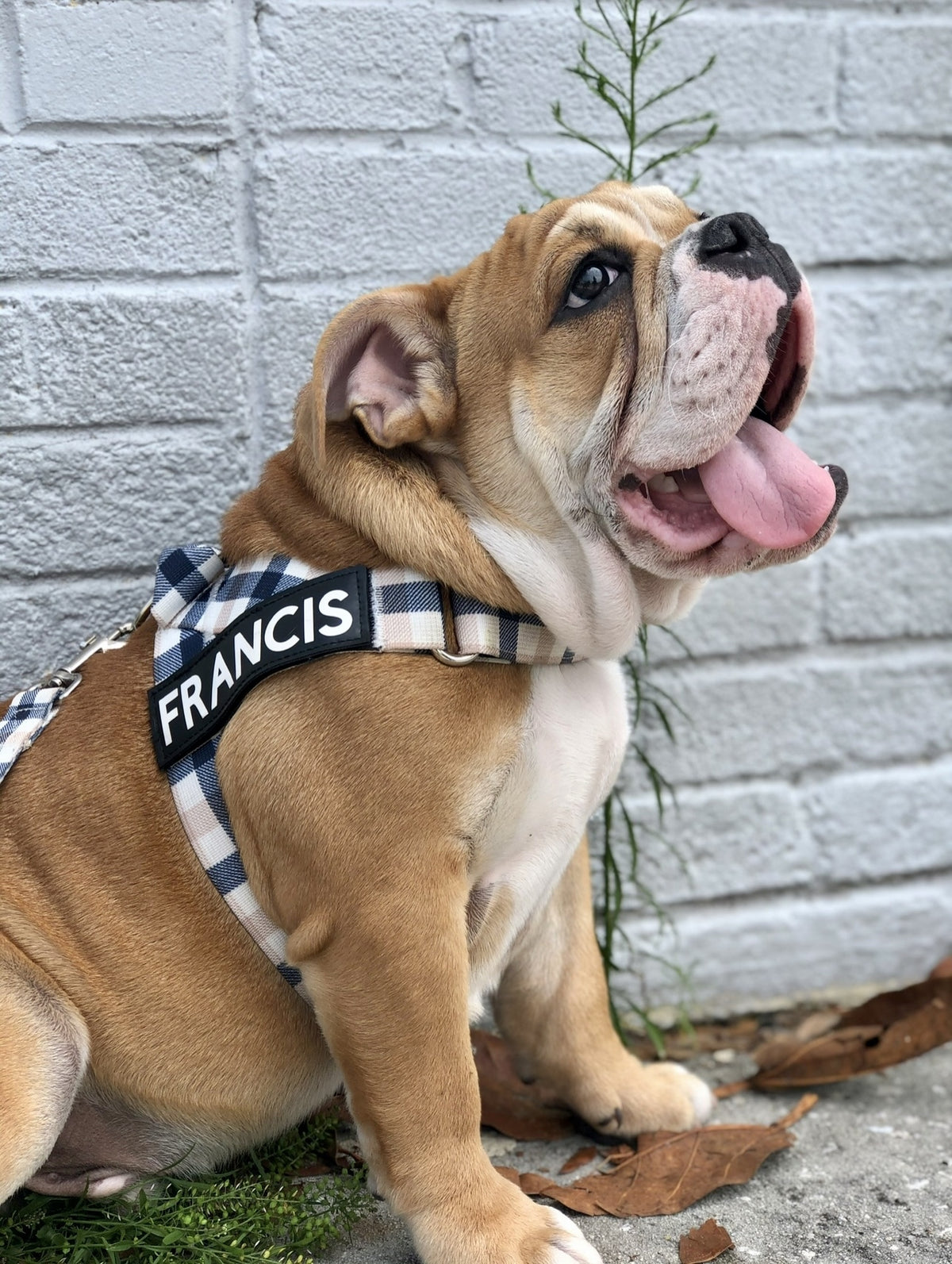 Why BullHug?: Top Quality Dog Products for Bulldogs, French Bulldogs, Pugs, and More