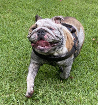 Caring for Allergy-Prone Bulldogs