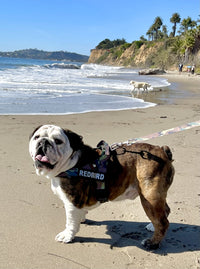 Keeping Bulldogs Cool During Hot Weather