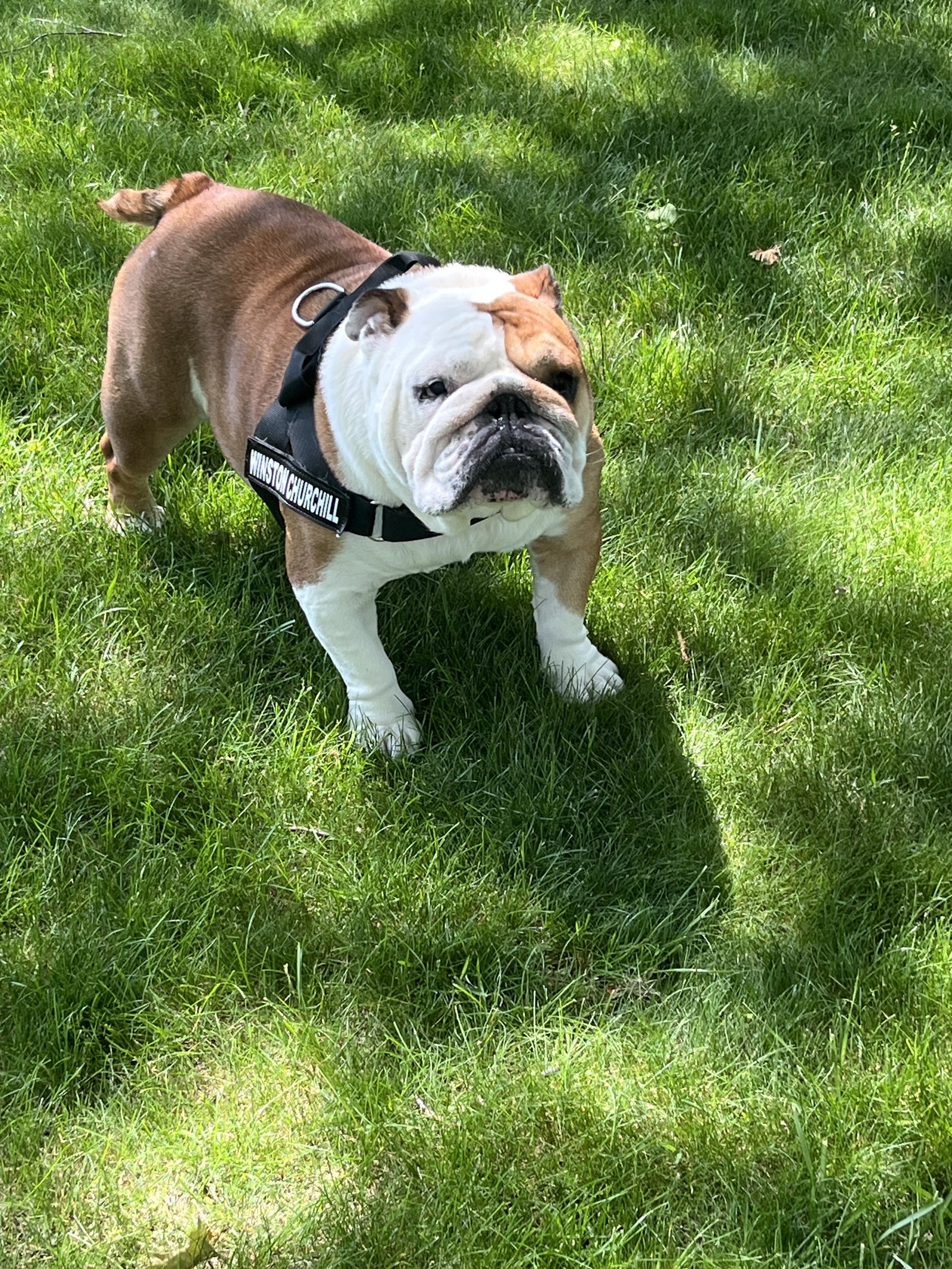 Summer Safety for Bulldogs: Tips to Keep Your Dog Cool and Comfortable