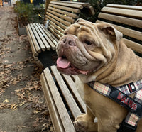 Traveling with Bulldogs: Harness and Leash Tips for On-the-Go