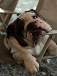 BullHug: A Dedicated Supporter of English Bulldog Rescues