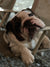 BullHug: A Dedicated Supporter of English Bulldog Rescues
