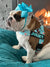 Measuring for Your BullHug: A Guide for English Bulldog, French Bulldog, Pug & all other Breeds
