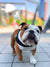 History of the Bulldog: From Bull-Baiting to Family Pet