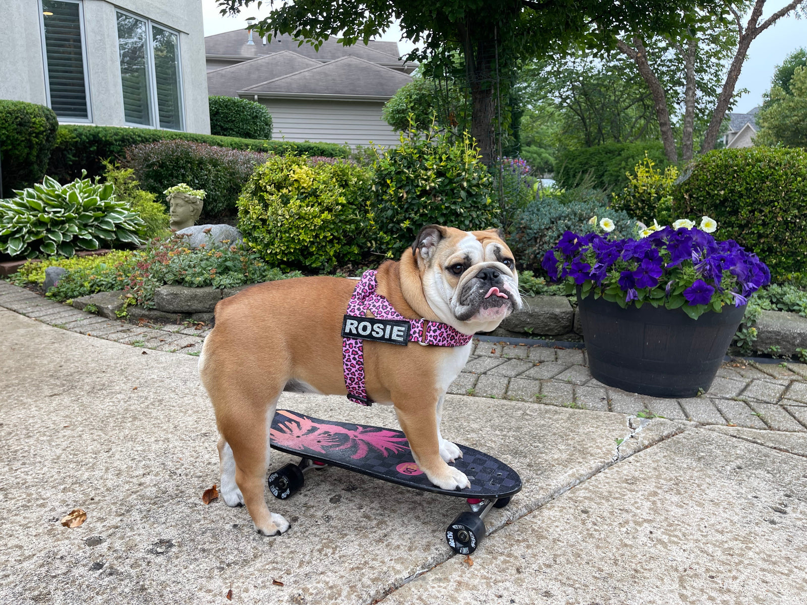 The Ultimate Guide to Choosing the Best Harness for Bulldogs