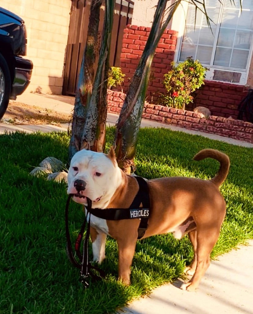 Are BullHug Harnesses Only for Bulldogs?
