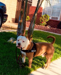 Are BullHug Harnesses Only for Bulldogs?