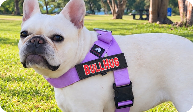 English Bulldog Harness, French Bulldog Harness, Pug Harness