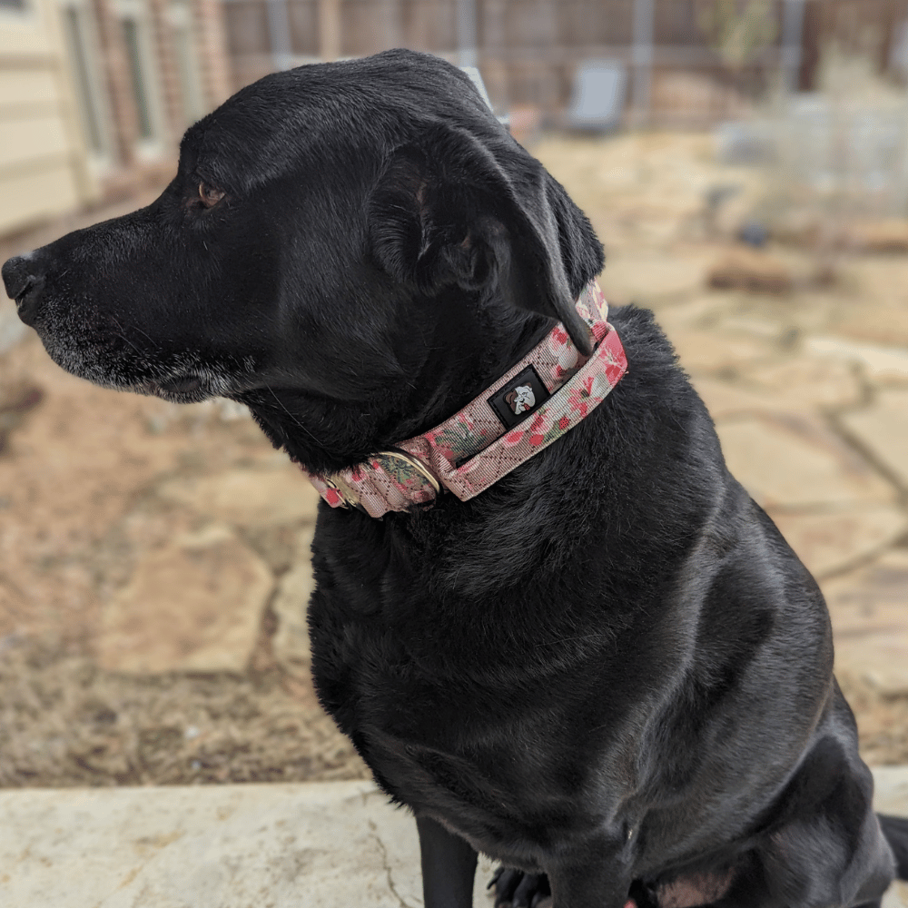 BullHug Tactical Dog Collar 