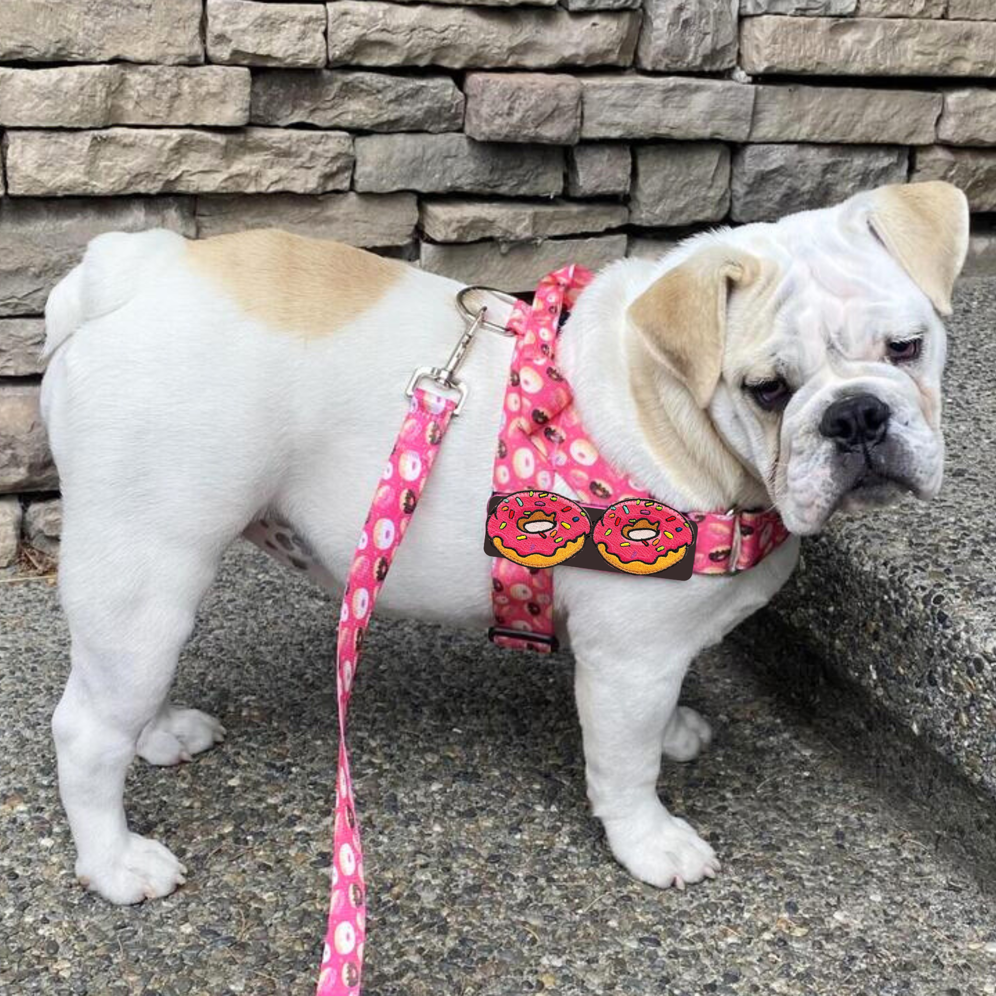 BullHug Dog Harness Combos