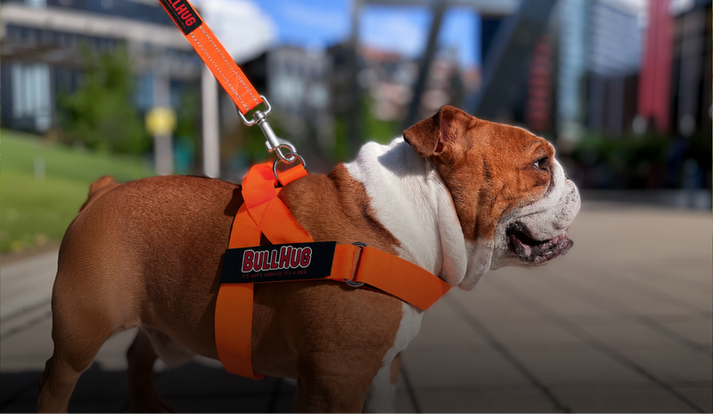 BullHug Dog Harness Combos