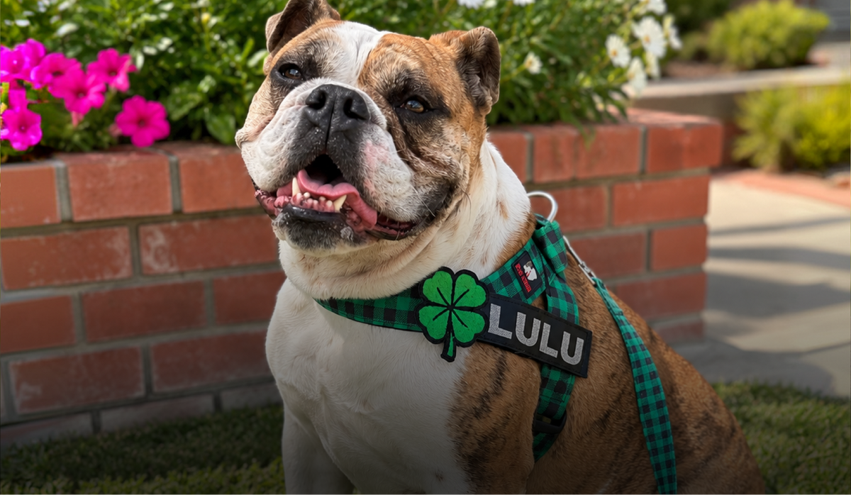 BullHug Accessories & More