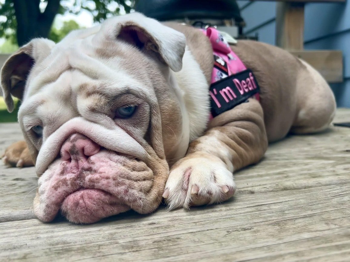 BullHug Clearance Harnesses, Leashes & More