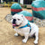 English Bulldog Harness, French Bulldog Harness, Pug Harness