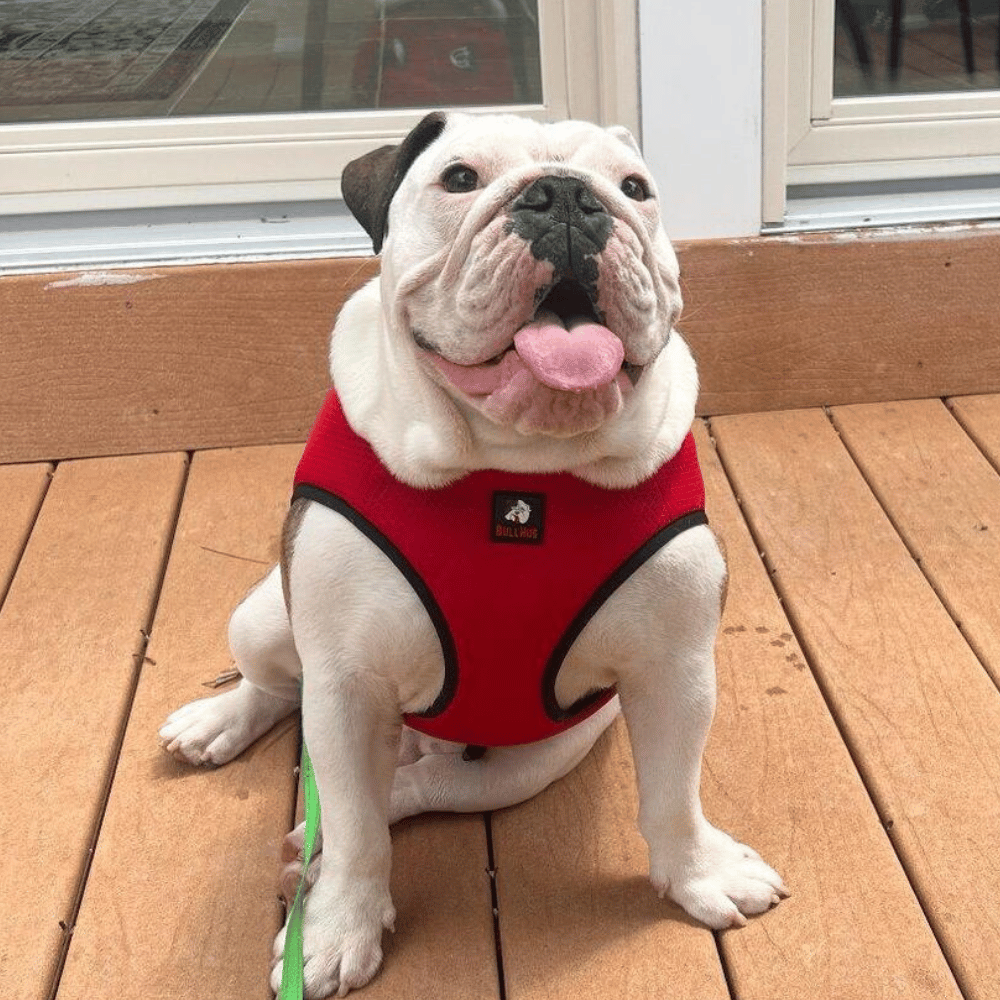 bullhug dog cooling vest for broad-chested dogs