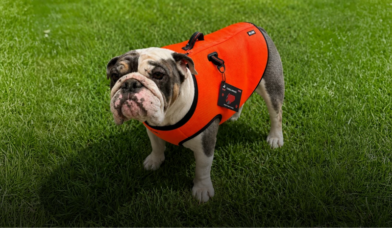 bullhug dog cooling vest for broad-chested dogs