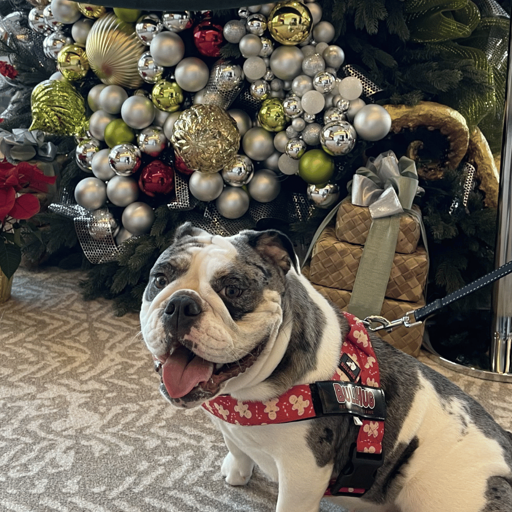 Holiday Gift Ideas