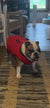 english bulldog wearing bullhug cooling vest