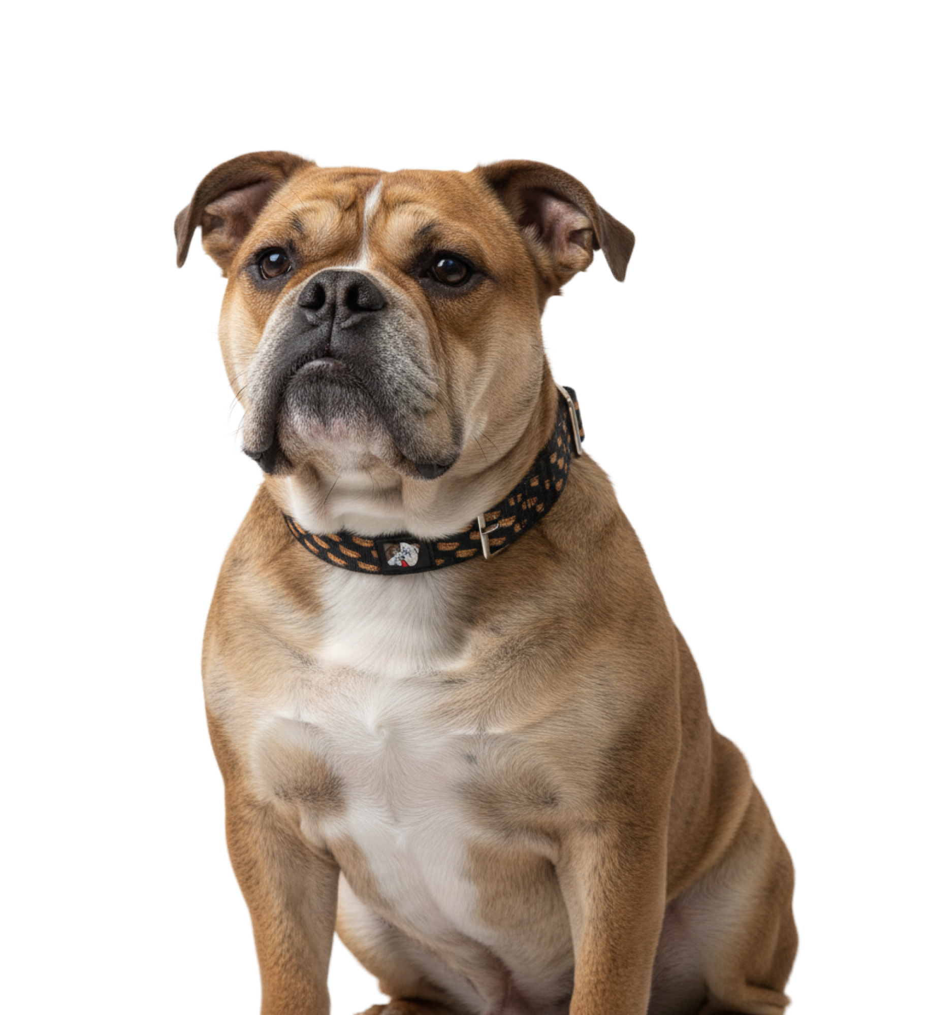 1-INCH BULLHUG TACTICAL COLLARS