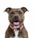 BullHug Cupcake Collar