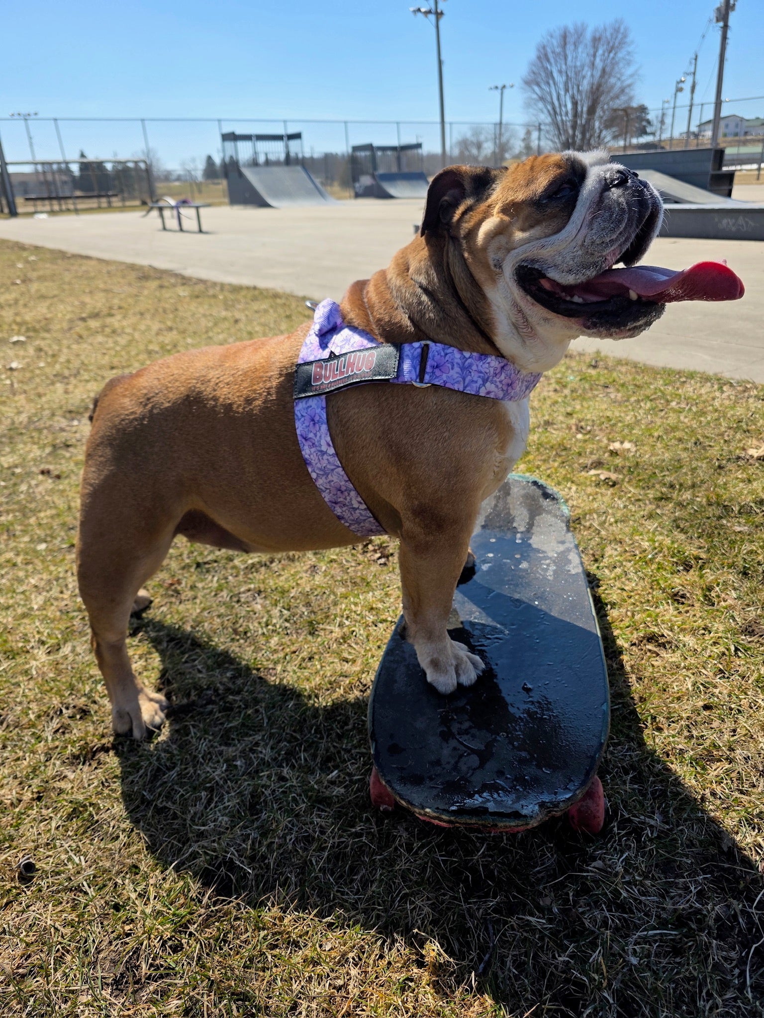 Purple Floral BullHug Dog Harness – Non-Choking, Adjustable