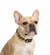 BullHug Caution Collar