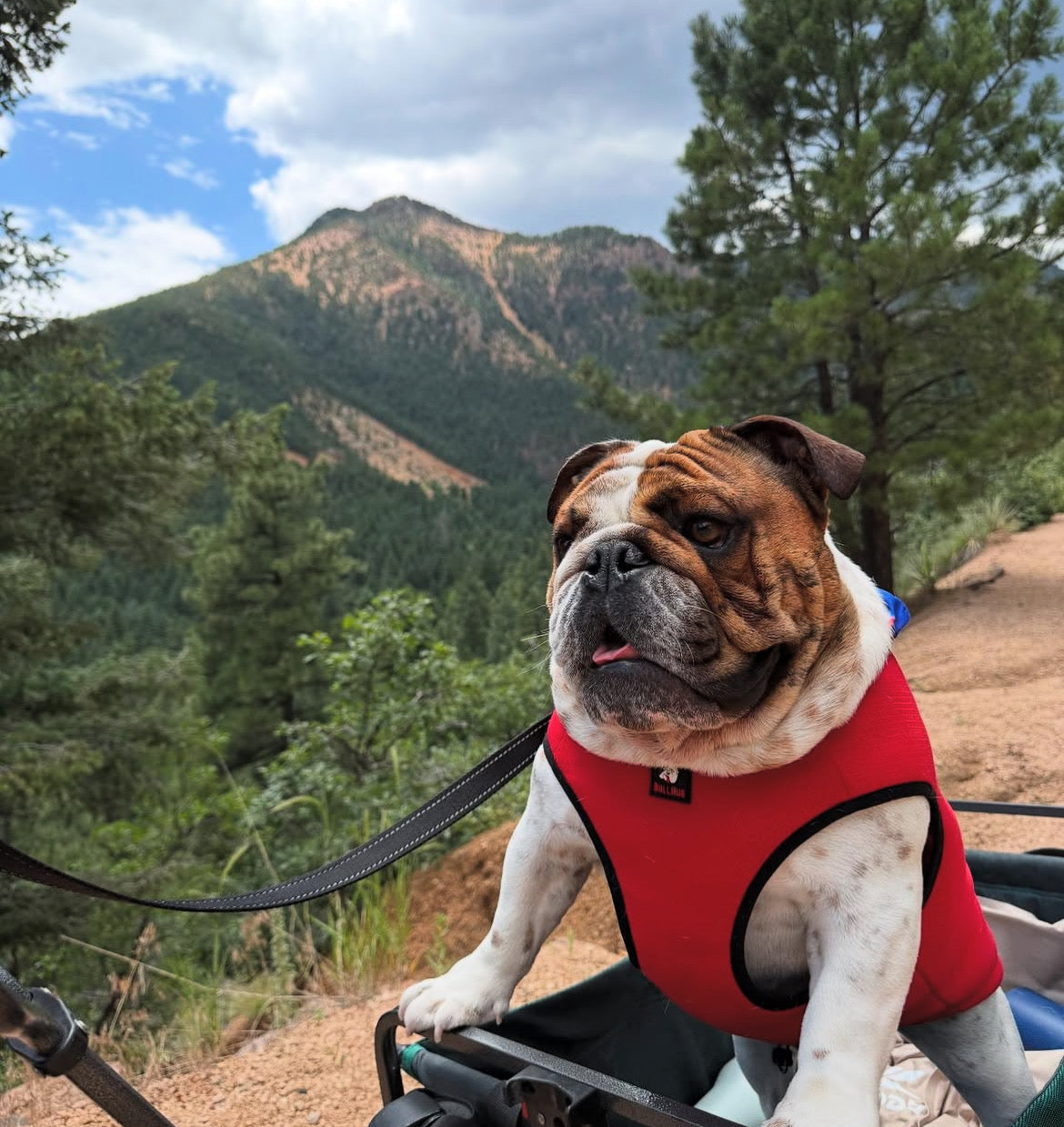 BullHug Cooling Vest – Breathable Dog Cooling Vest