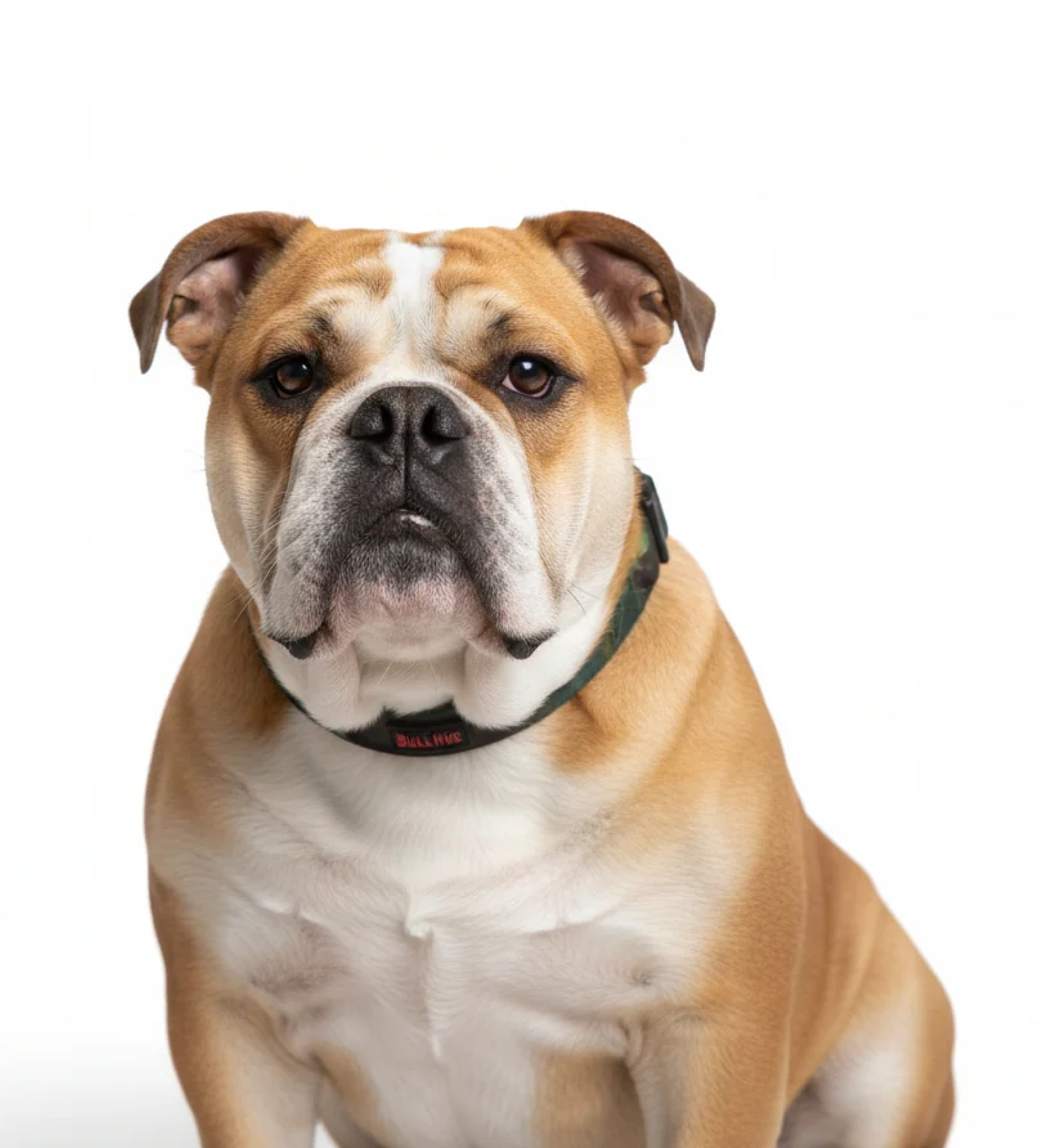 BullHug Army Camouflage Collar