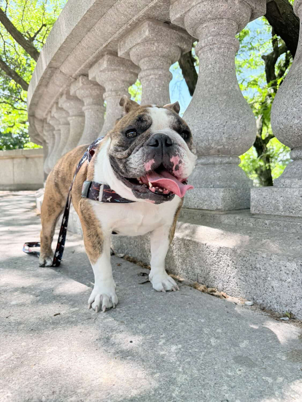 Shark BullHug Dog Harness – Non-Choking, Adjustable