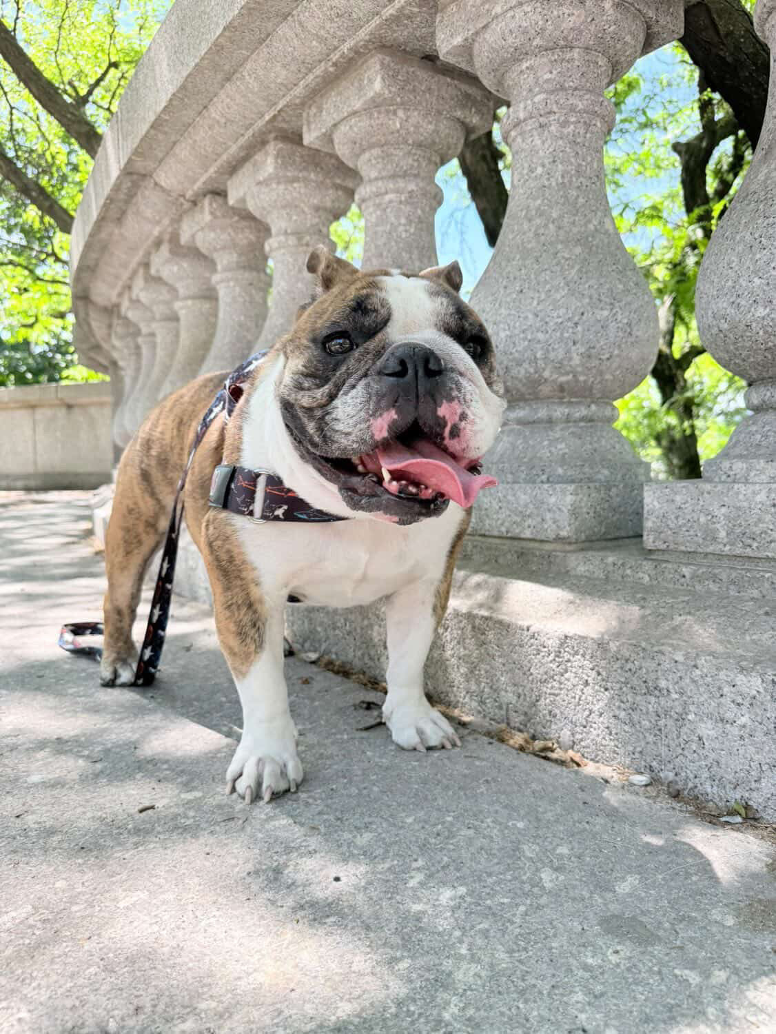 Shark BullHug Dog Harness – Non-Choking, Adjustable