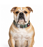 1.5-INCH BULLHUG TACTICAL COLLAR - ARMY CAMOUFLAGE