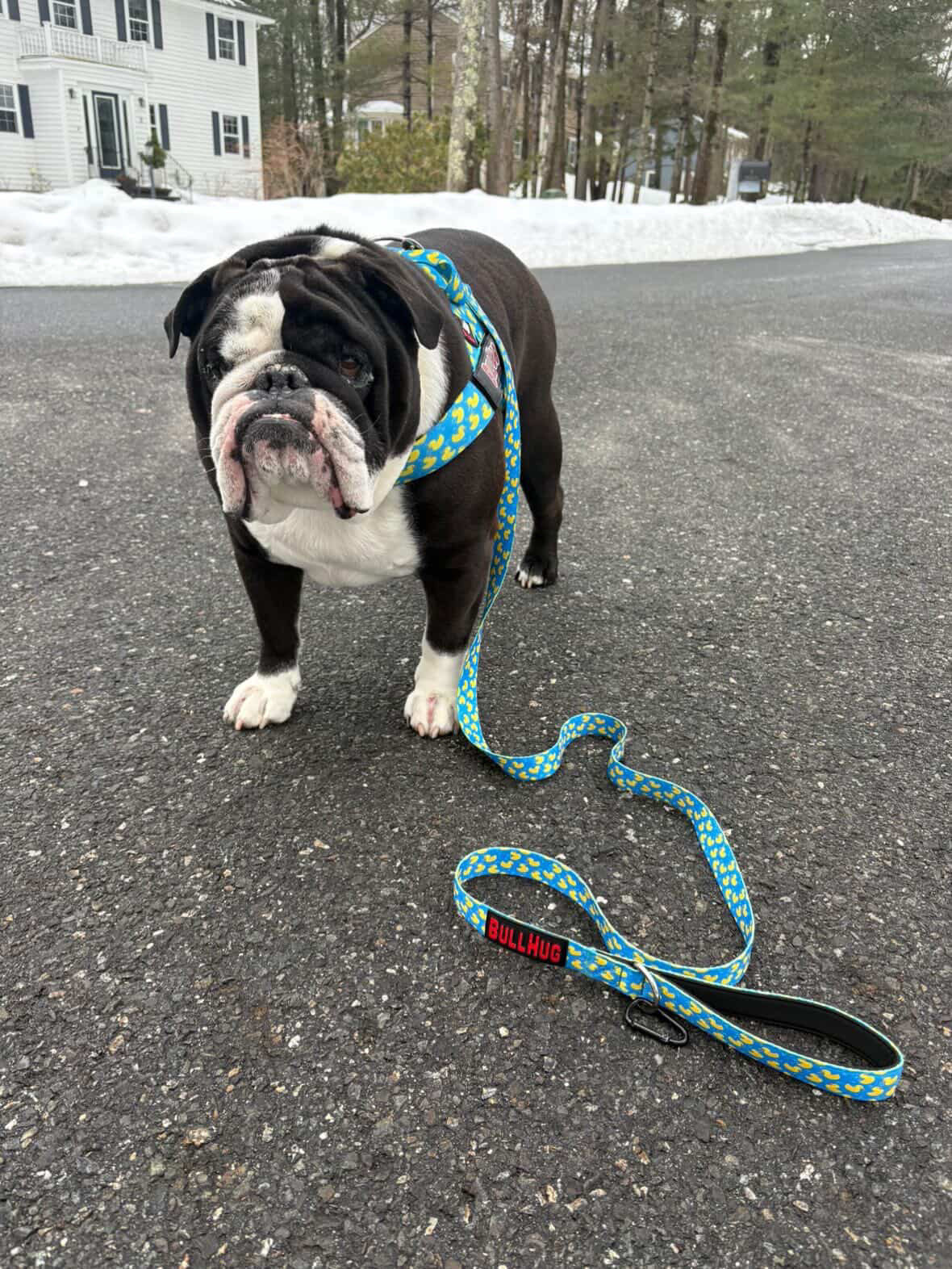Rubber Ducky BullHug 6ft Dog Leash – Padded Handle