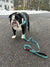 Rubber Ducky BullHug 6ft Dog Leash – Padded Handle
