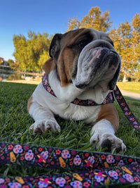 "DAY OF THE DEAD" BULLHUG HARNESS