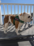 Hunter Green BullHug Dog Harness & Leash Combo