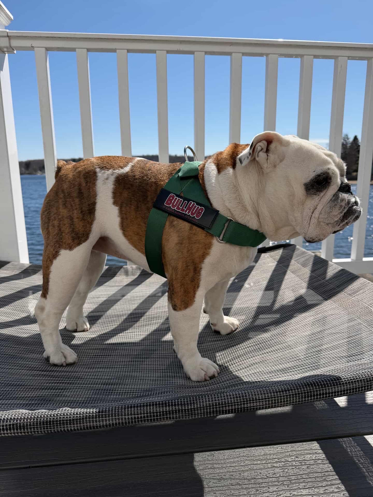 Hunter Green BullHug Dog Harness & Leash Combo