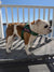 Hunter Green BullHug Dog Harness & Leash Combo