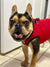 french bulldog in red bullhug cooling vest
