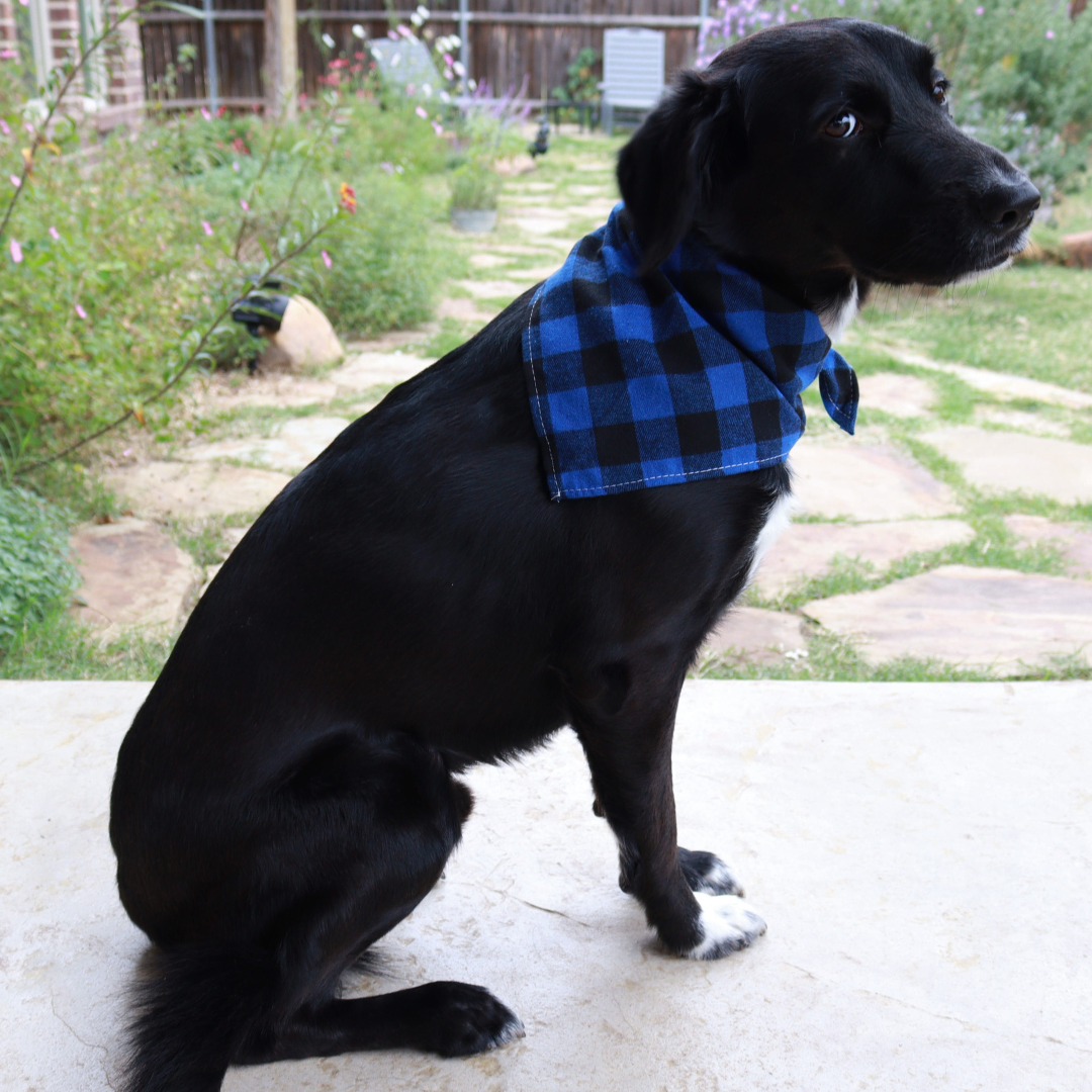 Blue Buffalo Plaid Bandana