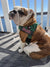 Hunter Green BullHug Dog Harness & Leash Combo