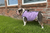 BullHug Cooling Vest – Breathable Dog Cooling Vest