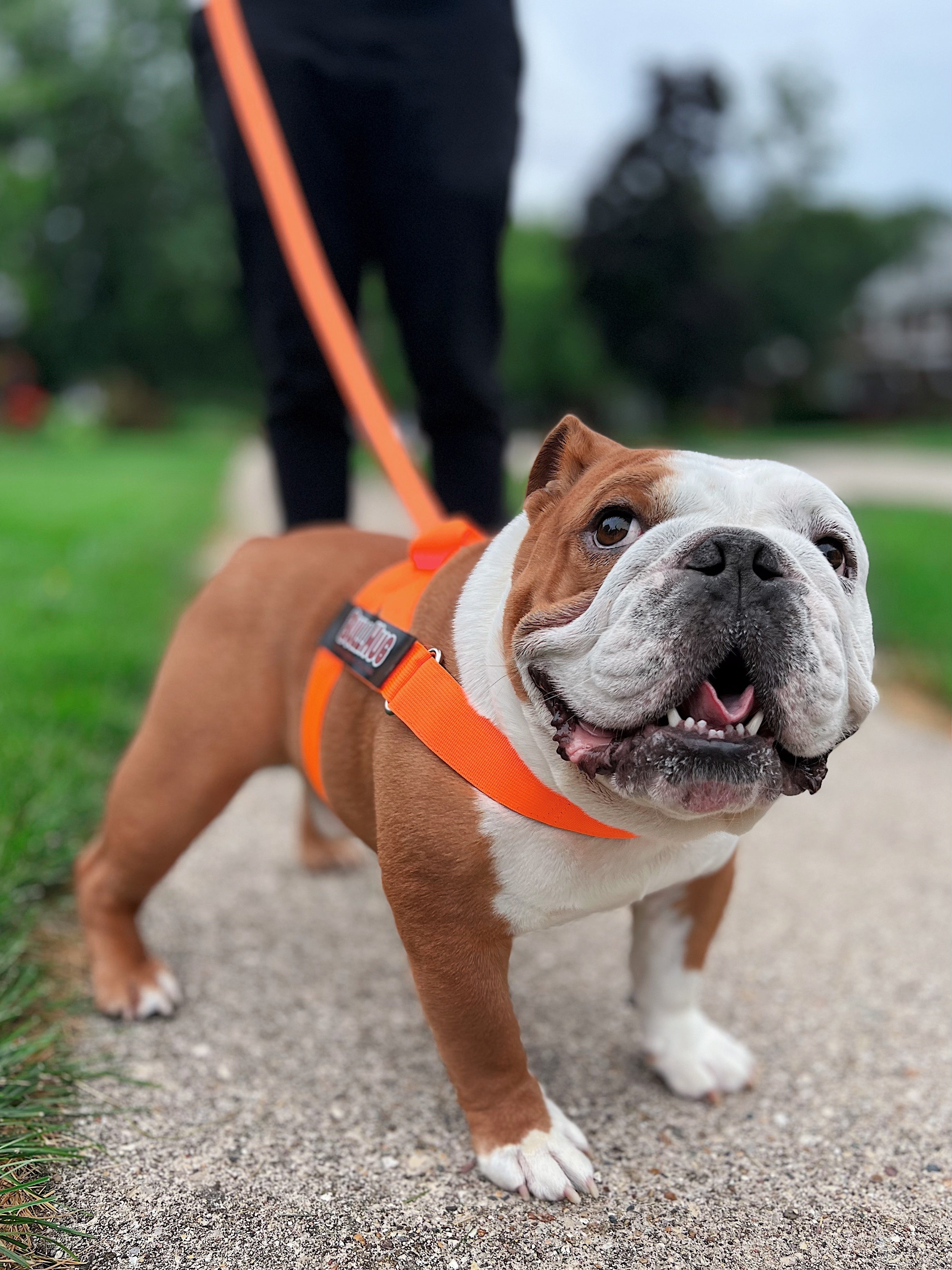 English bulldog hotsell puppy harness