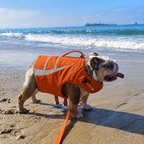 BullHug Life Jacket
