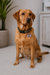 Personalized Dog Name Tag | Custom Pet ID Bone Charm