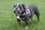 BullHug Checkered Heart Dog Harness on BullDog